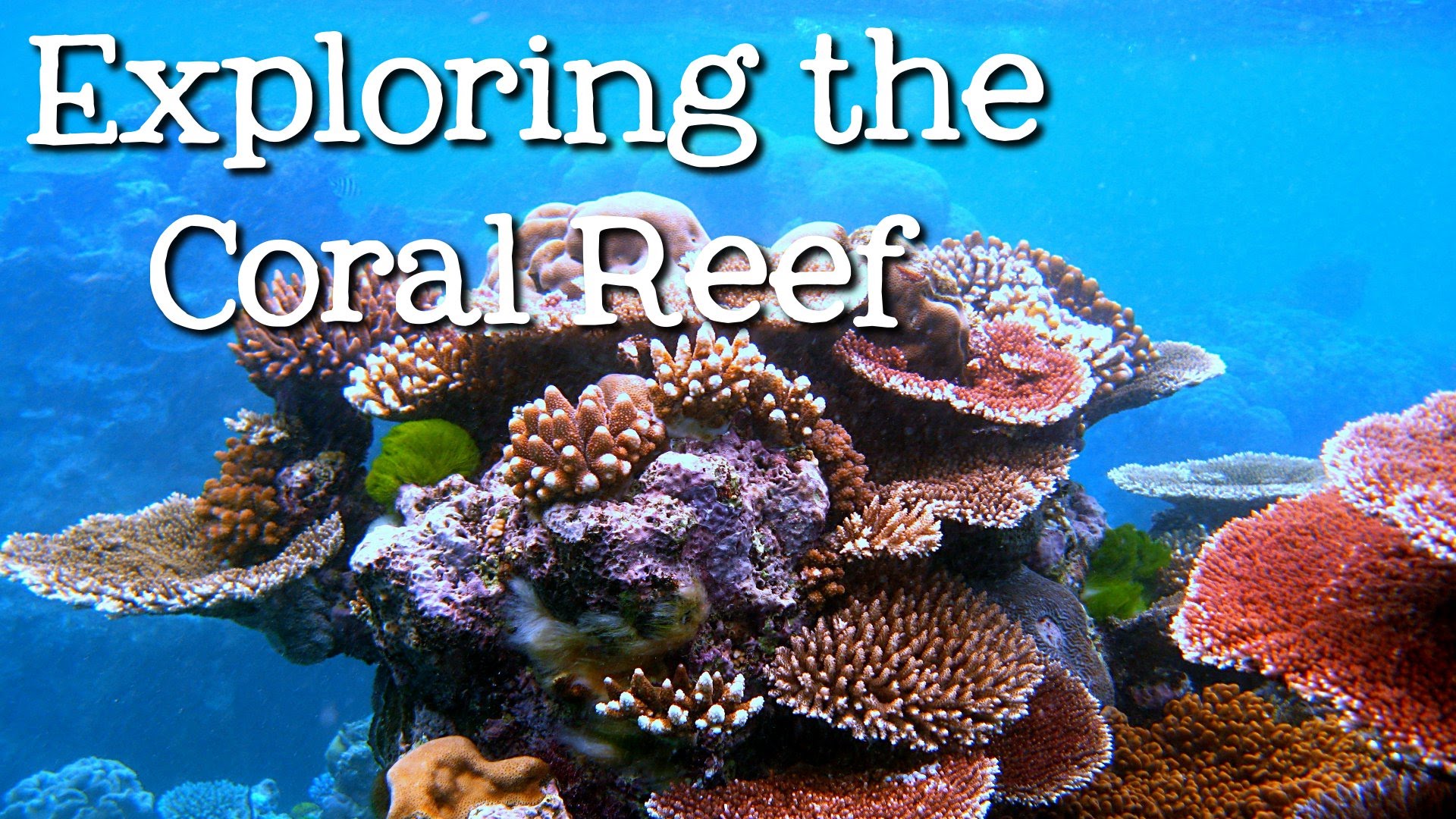 Coral Reefs Drawings For Kids Coral Reefs Drawings For Kids